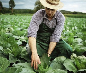 farmer at his cabbage field checking harvest