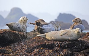 seals-902509_640