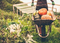 Women pushing the wheelbarrow full of pumpkins